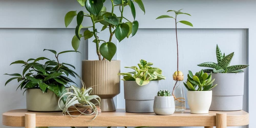 Image related to Comment élever vos plantes d’intérieur